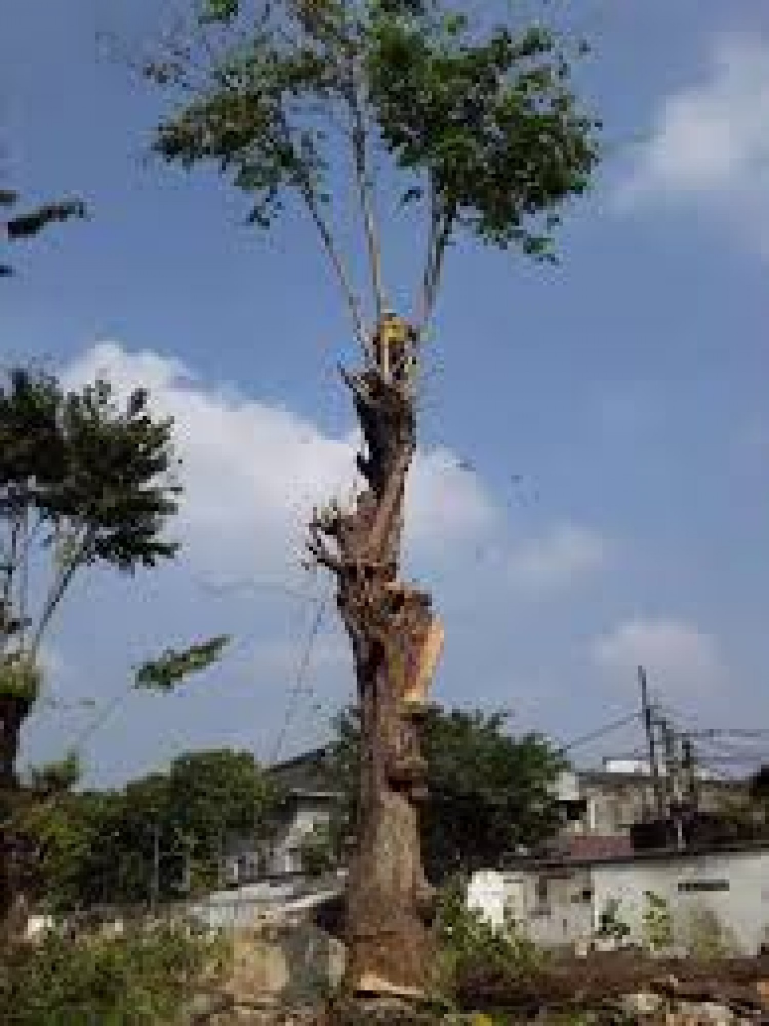 Jasa Tebang Pohon Gali Akar Pohon BSD Serpong Tangerang Selatan & Sekitarnya