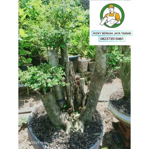 Jasa Pembuatan Taman Minimalis Bandar Lampung