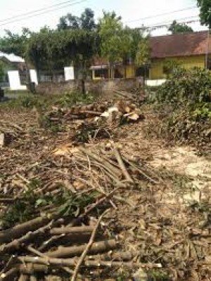 JASA TEBANG POHON & GALI AKAR POHON BSD TANGERANG SELATAN