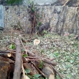 JASA TEBANG POHON & GALI AKAR POHON BSD TANGERANG SELATAN