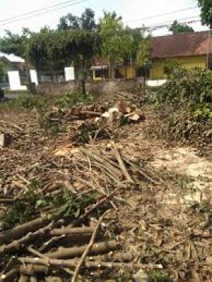 Jasa Tebang Pohon Gali Akar Pohon BSD Serpong Tangerang Selatan & Sekitarnya