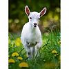 JUAL KAMBING TARAKAN 085391092709