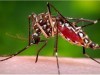Virus Zika - Gejala Dan Cara Penularannya